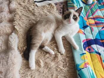 Domestic Short Hair Cats Available for Adoption - Nieve | PetCurious