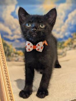 Goofy -  Domestic Short Hair Cat for Adoption in Fremont, California - Goofy | PetCurious