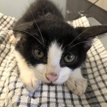 Steve -  Domestic Short Hair Cat for Adoption in Oak Park, Illinois - Steve | PetCurious