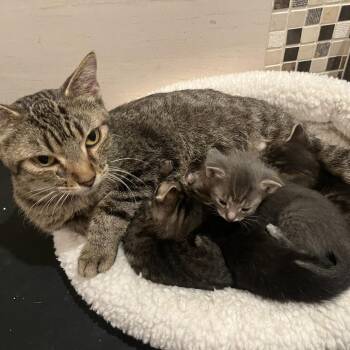 Birdie -  Domestic Short Hair Cat for Adoption in Chicago, Illinois - Birdie | PetCurious