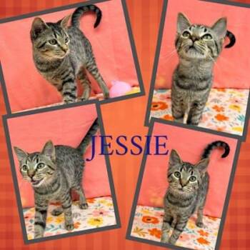 Jessie -  Domestic Short Hair Cat for Adoption in Hobart, Indiana - Jessie | PetCurious