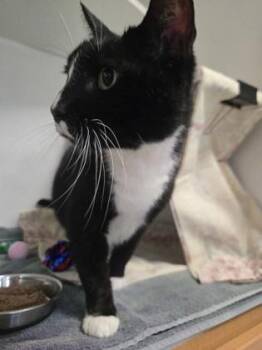 New York -  Domestic Short Hair Cat for Adoption in Savannah, Georgia - New York | PetCurious