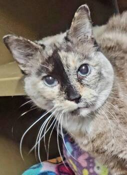 Gianna Adores her human -  Siamese and Domestic Short Hair Cat Available for Adoption in Fayetteville, Arkansas - Gianna Adores Her Human | PetCurious