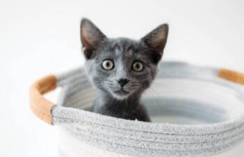 Peppermint patty -  Domestic Short Hair Cat for Adoption in Collierville, Tennessee - Peppermint Patty | PetCurious