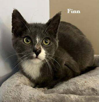 Rescue Domestic Short Hair Cats for Adoption in Elkins, West Virginia - Finn | PetCurious