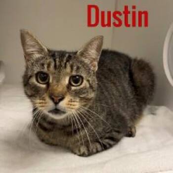 Dustin -  Domestic Short Hair Cat for Adoption in Pleasantville, New Jersey - Dustin | PetCurious