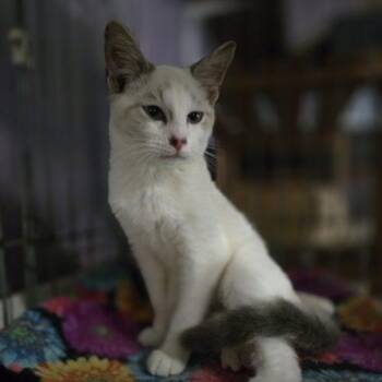 Judd -  Siamese and Domestic Short Hair Cat for Adoption in Knoxville, Tennessee - Judd | PetCurious