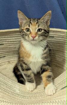 Sabrina -  Domestic Short Hair Cat for Adoption in Portland, Oregon - Sabrina | PetCurious