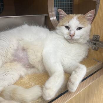 Domestic Short Hair Cats Available for Adoption in Manhattan, Kansas - Shelby | PetCurious