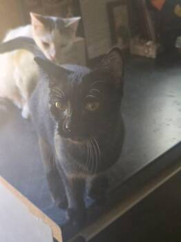 Rescue Domestic Short Hair Cats for Adoption in French Village, Missouri - Stevie | PetCurious