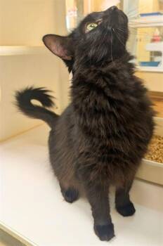 NINA -  Domestic Medium Hair Cat for Adoption in Texas City, Texas - NINA | PetCurious