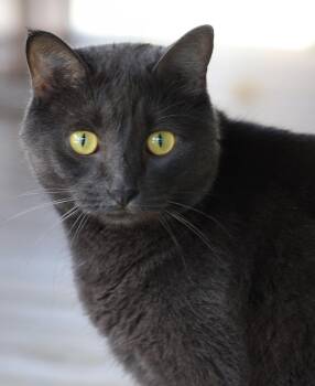 Archie -  Domestic Short Hair Cat for Adoption in North Fort Myers, Florida - Archie | PetCurious