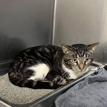Finley -  Domestic Short Hair Cat for Adoption in Dekalb, Illinois - Finley | PetCurious