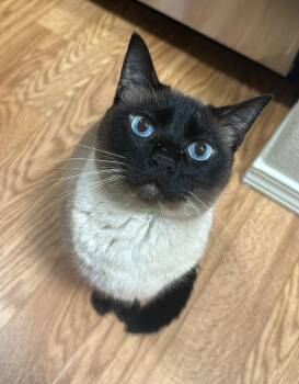 Siamese Cats Available for Adoption - THEO #1801 - Offered By Owner - Siamese Male | PetCurious