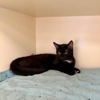 Chicago -  Domestic Short Hair Cat for Adoption in Philadelphia, Pennsylvania - Chicago | PetCurious