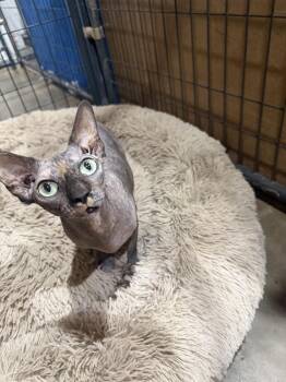 Fraeda -  Sphynx Hairless Cat Cat for Adoption in Sanger, Texas - Fraeda | PetCurious
