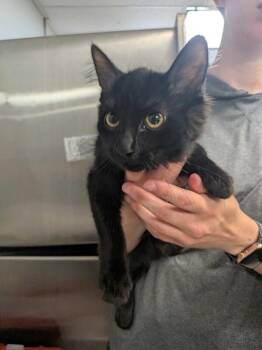 Hole Punch -  Domestic Long Hair Cat for Adoption in Cincinnati, Ohio - Hole Punch | PetCurious