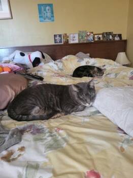 Marsala -  Domestic Short Hair Cat for Adoption in New York, New York - Marsala | PetCurious