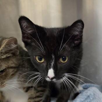 Mako -  Domestic Short Hair Cat for Adoption in Waynesboro, Pennsylvania - Mako | PetCurious