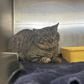 Domestic Short Hair Cats Available for Adoption in Auburn, Alabama - Archie | PetCurious