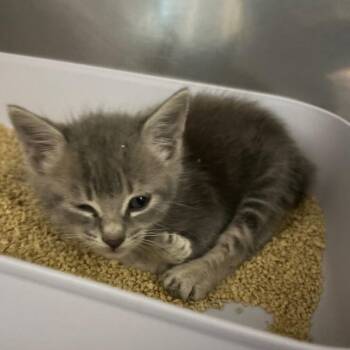 Squirrel -  Domestic Short Hair Cat for Adoption in Summerville, South Carolina - Squirrel | PetCurious