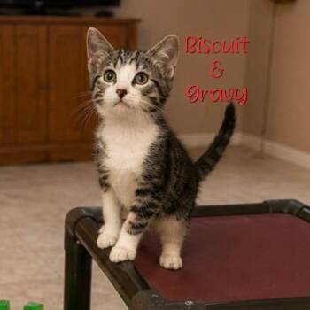 Biscuits & Gravy -  Domestic Short Hair Cat for Adoption in Parkersburg, West Virginia - Biscuits & Gravy | PetCurious