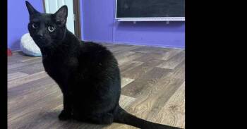 Princess  (Bastet) AA -  Domestic Short Hair Cat for Adoption in Greenville, South Carolina - Princess  (Bastet) AA | PetCurious