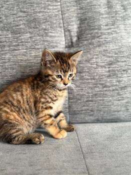 Domestic Short Hair Cats Available for Adoption in Oceanside, California - Suki | PetCurious