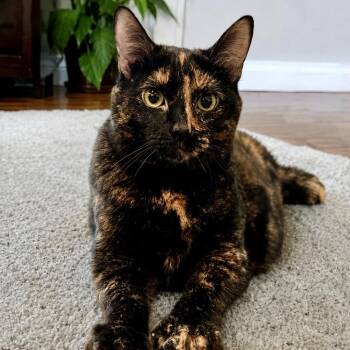 Violet -  Tortoiseshell Cat for Adoption in Bethel, Connecticut - Violet | PetCurious