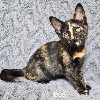 EOS -  Domestic Short Hair Cat for Adoption in Matteson, Illinois - EOS | PetCurious