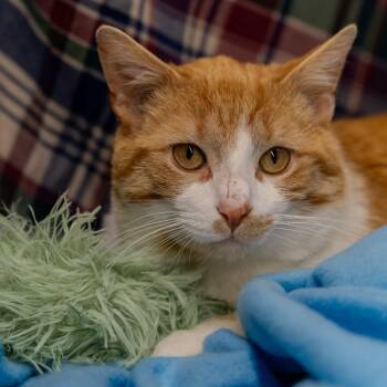 Walter -  Domestic Short Hair Cat for Adoption in Alexandria, Indiana - Walter | PetCurious