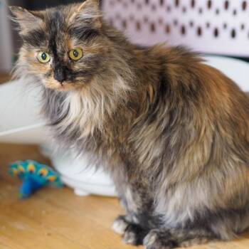 Domestic Long Hair Cats Available for Adoption - Irene | PetCurious
