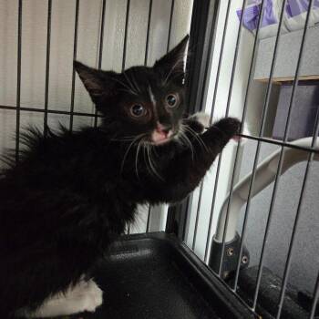 Domestic Short Hair Cats Available for Adoption in Dallas, Texas - Ripley | PetCurious
