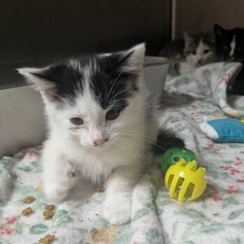 Stingray -  Domestic Short Hair Cat for Adoption in Shinnston, West Virginia - Stingray | PetCurious