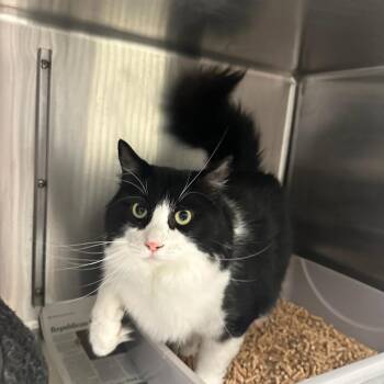 Butters -  Domestic Medium Hair Cat for Adoption in Goleta, California - Butters | PetCurious