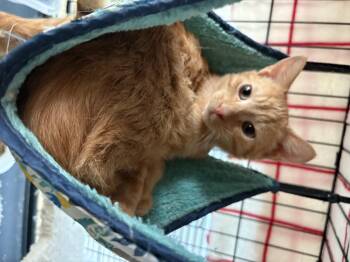 Rescue Domestic Short Hair Cats for Adoption in Roslyn Heights, New York - Jack | PetCurious