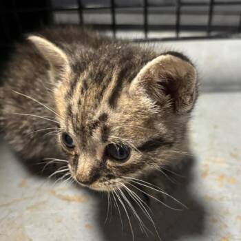 Cappuccino -  Domestic Short Hair Cat for Adoption in Bedford, New Hampshire - Cappuccino | PetCurious
