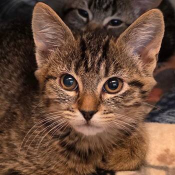 Enoki -  Domestic Short Hair Cat for Adoption in Buellton, California - Enoki | PetCurious