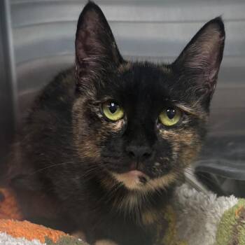 Peony -  Domestic Short Hair Cat for Adoption in East Hanover, New Jersey - Peony | PetCurious
