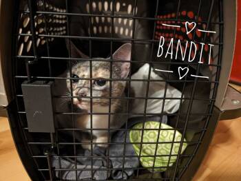 Rescue Domestic Short Hair Cats for Adoption in Cleburne, Texas - Bandit | PetCurious