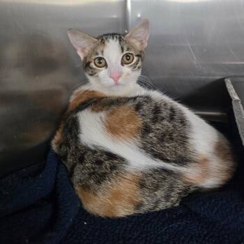 Fanny -  Domestic Short Hair Cat for Adoption in Spokane, Washington - Fanny | PetCurious
