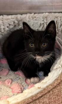 James Taylor -  Domestic Short Hair Cat for Adoption in Columbia, Tennessee - James Taylor | PetCurious