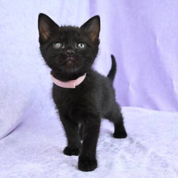 Domestic Short Hair Cats Available for Adoption in Mobile, Alabama - Ruby | PetCurious