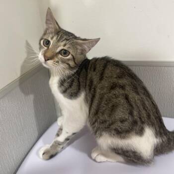 Domestic Short Hair Cats Available for Adoption - Peter | PetCurious