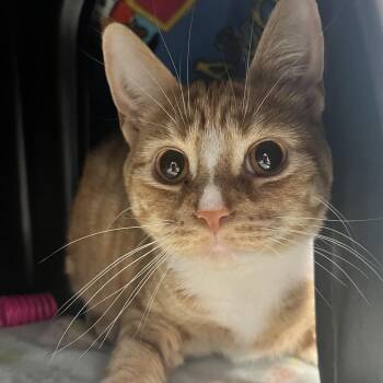 Caston -  Domestic Short Hair Cat for Adoption in Fort Wayne, Indiana - Caston | PetCurious