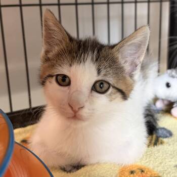 Domestic Short Hair Cats Available for Adoption in Bradenton, Florida - Apollina | PetCurious