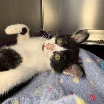 Della -  Domestic Short Hair Cat for Adoption in Asheville, North Carolina - Della | PetCurious
