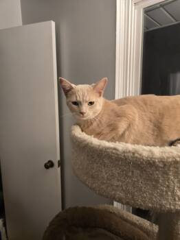Rescue Domestic Short Hair Cats for Adoption in Evansville, Indiana - Pancake | PetCurious