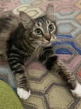Domestic Medium Hair and American Bobtail Cats Available for Adoption in Houston, Texas - Asia | PetCurious