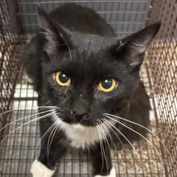 Bynx -  Domestic Short Hair Cat for Adoption in Yuma, Arizona - Bynx | PetCurious